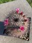 Preview: Mammillaria tayloriorum